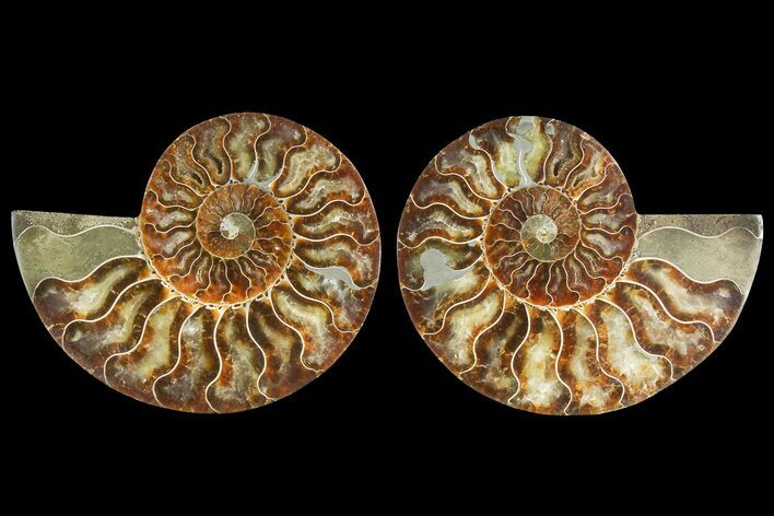 Cut & Polished, Agatized Ammonite Fossil - Madagascar #183234